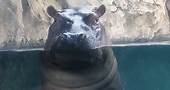 Happy National Hippo Day