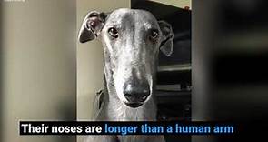 10 surprising facts about greyhounds