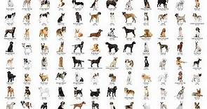 ALL 358 DOG BREEDS IN THE WORLD!