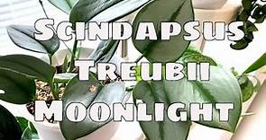 Scindapsus Treubii Moonlight House Plant Care Tips