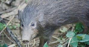 The 10 States With the Worst Feral Hogs