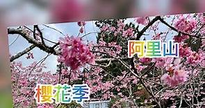 2021阿里山櫻花季，車流已經開始管制。