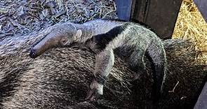 Rare Baby Giant Anteater Born At Chester Zoo