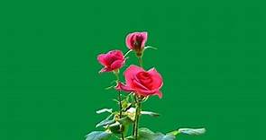 rose flower green screen effects | green screen flower video | rose plant green screen