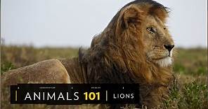 101動物教室：獅子《國家地理》雜誌
