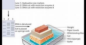 Southern Blotting overview