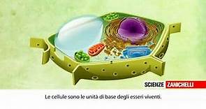 La cellula animale e vegetale
