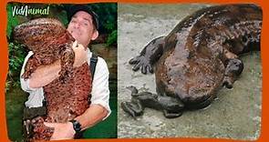 LA SALAMANDRA GIGANTE CHINA: El anfibio mas grande del mundo.
