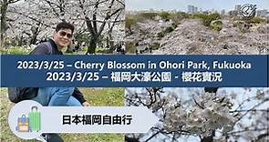 2023/3/25 - Cherry Blossom 福岡大濠公園 - 櫻花實況 Ohori Park, Fukuoka