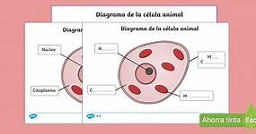 Guía de trabajo: Partes de las células animales