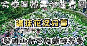 2020 陽明山竹子湖繡球花季 大梯田花卉生態農園繡球花 | 網美必拍的繡球花牆 | 梯田式繡球花海 | 紫藤花廊 | 陽明山繡球花況分享