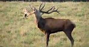 Red Dear Stag Bellowing in Denmark