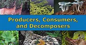 Producers, Consumers, and Decomposers Overview
