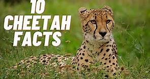 10 Cheetah Facts | Facts About Cheetah | Cheetah Facts | Cheetah Facts For Kids | Animals Facts |