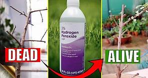 HOW TO CORRECTLY USE HYDROGEN PEROXIDE IN YOUR GARDEN?