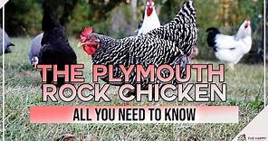 The Plymouth Rock Chicken All You Need To Know