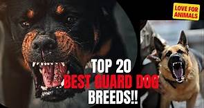 Top 20 Best Guard Dog Breeds!!