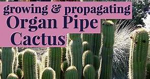 Planting & Propagating Organ Pipe Cactus