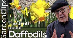Daffodil - Narcissus - Where to plant Daffodils