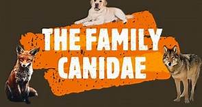 FAMILY CANIDAE
