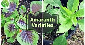 Unlock the Power of Amaranth Greens: Complete Growing Guide + Explore Amaranthus Varieties