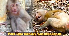 The abandoned Lipa monkey was pitiful and insecure, so scared that he collapsed and cried loudly