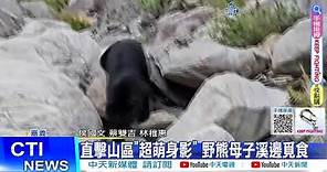 【每日必看】台灣黑熊母子覓食 攝影師驚嘆好可愛喔! 20240220