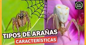 🕷️TIPOS DE ARAÑAS🕸️ Especies de arañas 🕷️Caracteristicas Datos interesantes🕸️