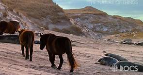 Equus: Sable Island's Wild Horses