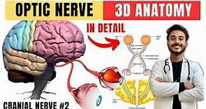 cranial nerve anatomy | visual pathway and lesions | cranial nerve 2 anatomy