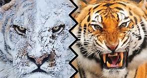 SIBERIAN TIGER VS BENGAL TIGER - Who Would Win?