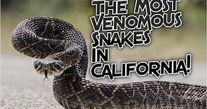 What Are The Most Venomous Snakes In California?