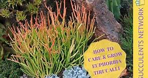 How To Grow & Care For Euphorbia Tirucalli