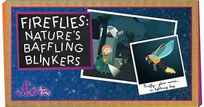 Fireflies: Nature's Baffling Blinkers | Animal Science for Kids