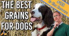 Can Dogs Eat Grains (+ what are the best grains to feed them?) - Dog Health Vet Advice