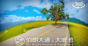 臺東伯朗大道&大坡池 360度環景影片 | Taitung Mr. Brown Avenue & Dapo Pond