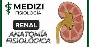 Clase 55 Fisiología Renal - Anatomía funcional del riñón (IG:@doctor.paiva)