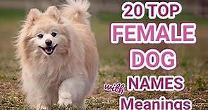 Top 20 Female Dog names | Popular trending female dog names with meanings