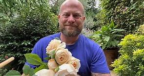 Personal review of English rose “ teasing Georgia” from @david_austin_roses #gardenerben