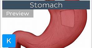 Stomach mucosa and muscle layers (preview) - Human Anatomy | Kenhub