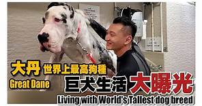 大丹世上最高狗種之一 《巨犬生活大曝光》🎞🎞Great Dane one of the World's tallest dog breed🎞🎞