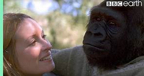 Did you know there's a talking gorilla? | #TalkingGorilla | BBC