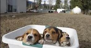 Tiny Miniature Pocket Beagle Cute Puppies For Sale Playing Bath Time and Shots Meet Breeder