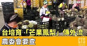 台灣培育「芒果鳳梨」傳外流中國 農委會要查｜華視新聞 20230406