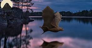 The Evolution of Bats