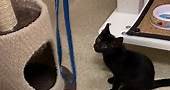 We have a few kittens... - Kent County Animal Shelter