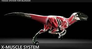 Blender X-Muscle System 1.6.7