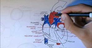 Cardiovascular System Anatomy