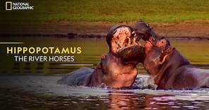 Hippopotamus - The River Horses | World's Deadliest | National Geographic