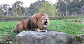 Impressive footages of Barbary Lions - [ The King of Beast ]